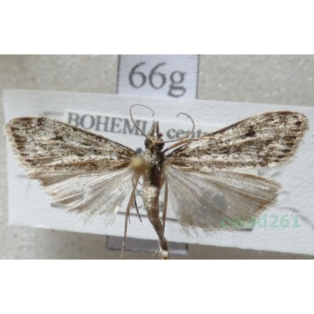 Eudonia truncicolella (Stainton, 1849) Mietliczka borowa Czech66g